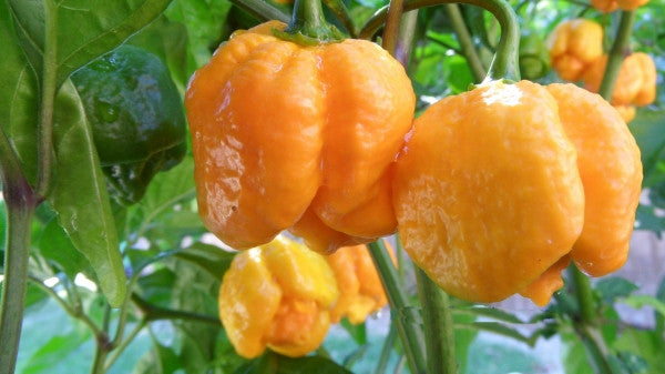 Yellow Trinidad Moruga Scorpion - Capsicum Chinense - 5 Seeds