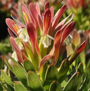 Mimetes fimbriifolius - Indigenous South African Protea - 5 Seeds