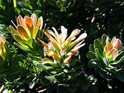 Mimetes fimbriifolius - Indigenous South African Protea - 5 Seeds