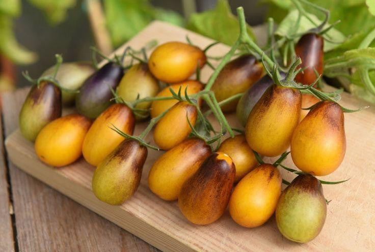 Indigo Pear Drops Cocktail Tomato - Bulk Vegetable Seeds - 100 seeds