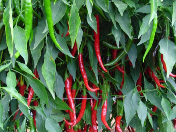 Rajah F1 Hybrid Chilli Pepper - Capsicum Annuum - 5 Seeds