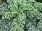 Vates Blue Curled Scotch Kale - Curly Kale - Bulk Vegetable Seeds - 100 grams