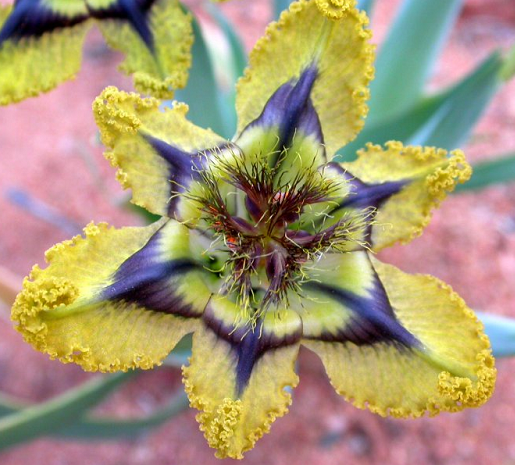 Ferraria divaricata - Indigenous South African Bulb - 10 Seeds