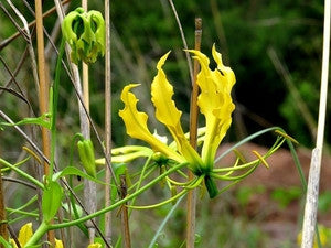 Gloriosa Superba Yellow - Yellow Flame Lily - Zimbabwean Bulb - 10 Seeds
