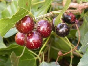 Rhoicissus tomentosa - Wild grape - Indigenous South African Fruit Vine / Climber - 10 Seeds
