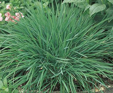 Koeleria glauca Coolio - June Grass - Ornamental Grass - 10 Seeds