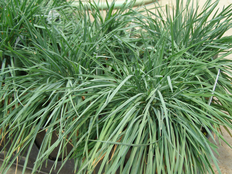 Koeleria glauca Coolio - June Grass - Ornamental Grass - 10 Seeds