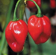 Jamaican Red Scotch Bonnet - Capsicum Chinense - Chilli Pepper - 10 Seeds