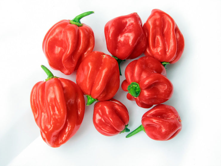 Jamaican Red Scotch Bonnet - Capsicum Chinense - Chilli Pepper - 10 Seeds