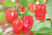 Jamaican Red Scotch Bonnet - Capsicum Chinense - Chilli Pepper - 10 Seeds