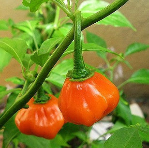 Jamaican Orange Scotch Bonnet - Capsicum Chinense - Chilli Pepper - 10 Seeds