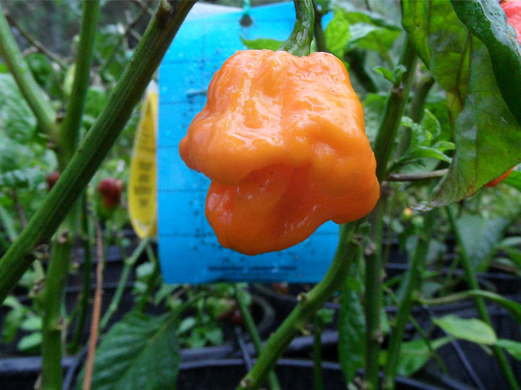 Jamaican Orange Scotch Bonnet - Capsicum Chinense - Chilli Pepper - 10 Seeds