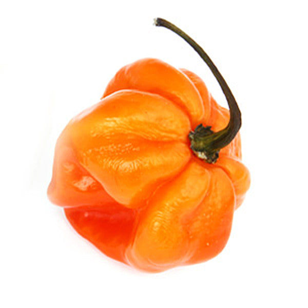 Jamaican Orange Scotch Bonnet - Capsicum Chinense - Chilli Pepper - 10 Seeds