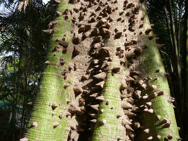 ceiba bonsai tree White Silk Cotton Tree - Kapok - Exotic Tree / Bonsai