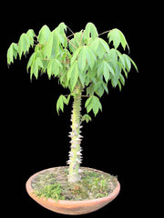 ceiba tree bonsai White Silk Cotton Tree - Kapok - Exotic Tree / Bonsai