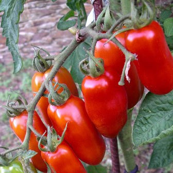 San Marzano Paste Tomato - Lycopersicon Esculentum - Vegetables - 10 Seeds - ORGANIC