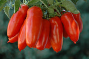 San Marzano Paste Tomato - Lycopersicon Esculentum - Vegetables - 10 Seeds - ORGANIC