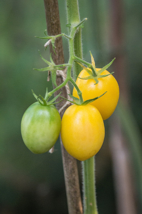 Ivory Egg Tomato - Lycopersicon Esculentum - Vegetables - 10 Seeds - ORGANIC