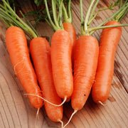 Nantes Carrot - Bulk Vegetable Seeds - 100 grams