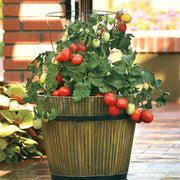Little Napoli Hybrid Roma Type Cocktail Tomato - Container Hanging Basket Trailing Tomato - Lycopersicon Esculentum - 5 Seeds