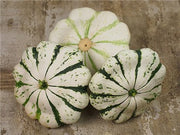Jaune et verte scalloped squash / Patty Pan - Bulk Vegetable Seeds - 20 grams