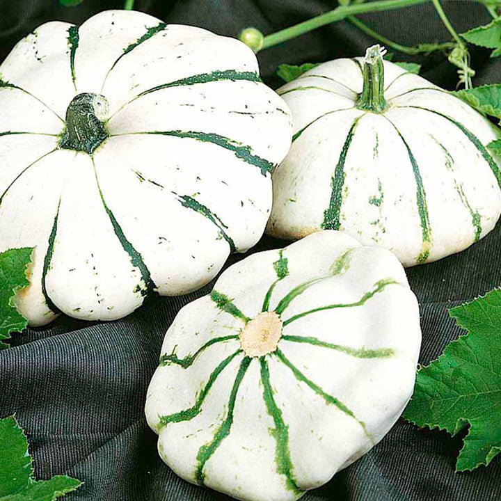 Jaune et Verte Scalloped Squash Patty Pan - Cucurbita Pepo - Heirloom Vegetable - 10 Seeds