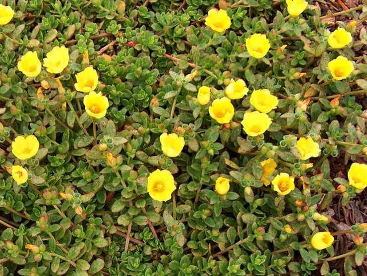 Yellow Purslane Herb - Portulaca oleracea sativa - 100 Seeds
