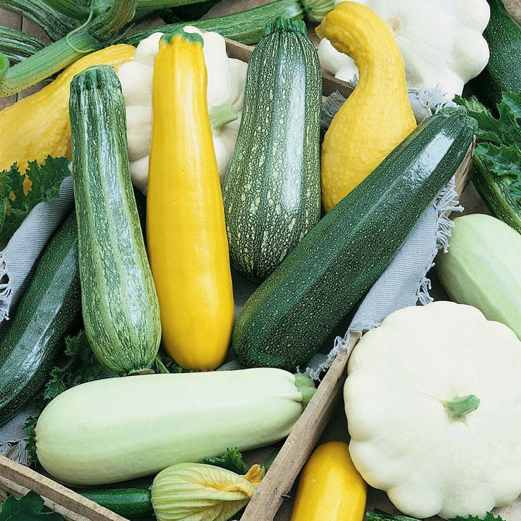 Squash Summer Melody Mix - Cucurbita pepo - Heirloom Vegetable - 20 Seeds