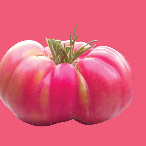 Clear Pink Tomato - Solanum lycopersicon - Heirloom Vegetable - 50 Seeds