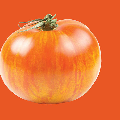 Flame Orange Tomato - Solanum lycopersicon - Heirloom Vegetable - 50 Seeds