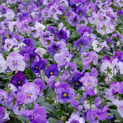 Pansy Matrix Lavender Shades - Viola wittrockiana - Annual Flower - 10 Seeds