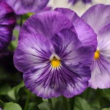 Pansy Matrix Lavender Shades - Viola wittrockiana - Annual Flower - 10 Seeds