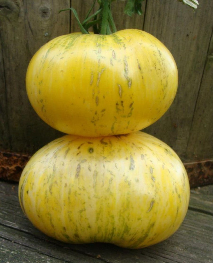 Pineapple Pig Tomato Heirloom Vegetable - Lycopersicon Esculentum - 10 Seeds - ORGANIC