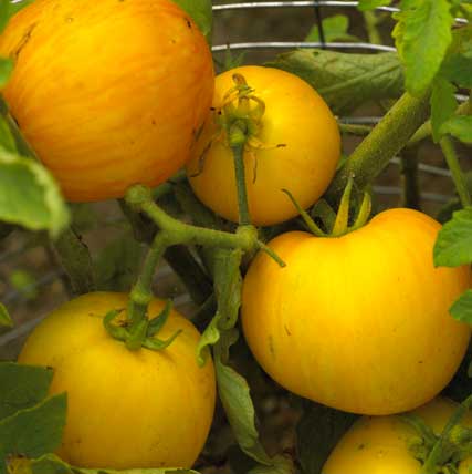 Yellow Furry Boar Tomato Heirloom Vegetable - Lycopersicon Esculentum - 10 Seeds - ORGANIC