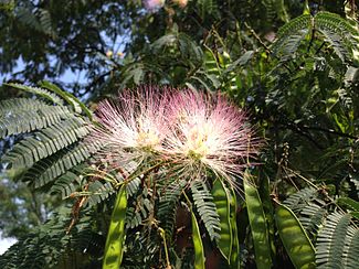 Persian Silk Tree - Albizia julibrissin - Exotic Bonsai Tree / Shrub - 5 Seeds