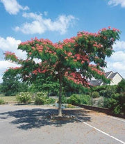 Persian Silk Tree - Albizia julibrissin - Exotic Bonsai Tree / Shrub - 5 Seeds