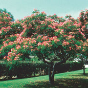 Persian Silk Tree - Albizia julibrissin - Exotic Bonsai Tree / Shrub - 5 Seeds