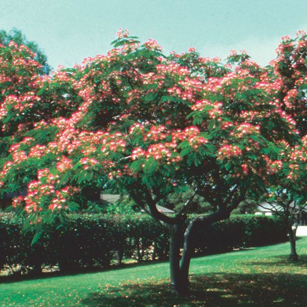 Persian Silk Tree - Albizia julibrissin - Exotic Bonsai Tree / Shrub - 5 Seeds