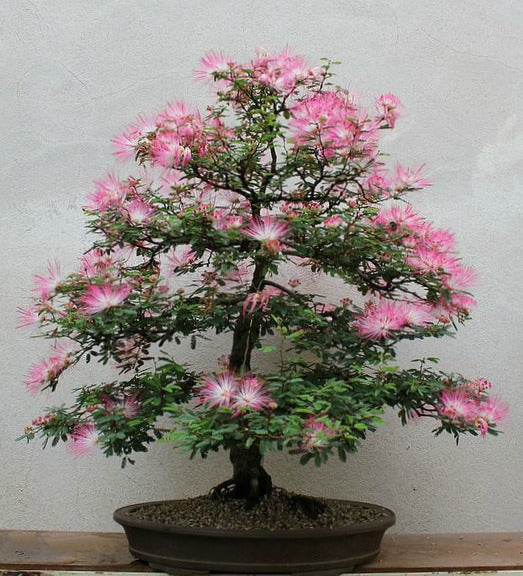 Persian Silk Tree - Albizia julibrissin - Exotic Bonsai Tree / Shrub - 5 Seeds