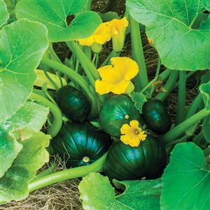 Cupcake Squash - Squash /Zucchini Vegetable - 5 Seeds