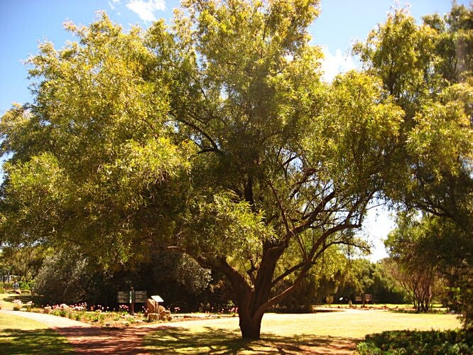 Searsia lancea - Karee tree - Indigenous Tree - 10 Seeds