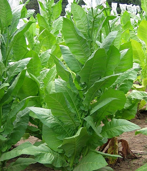 Havana Tobacco - Nicotiana Tabaccum - 20 Seeds