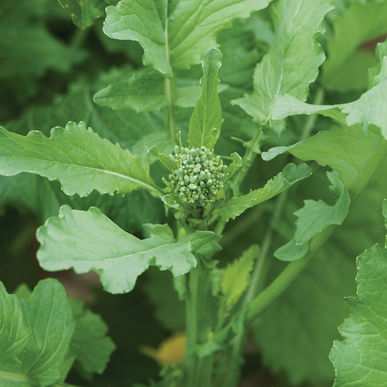 Spring Raab Rapini Broccoli - ORGANIC - Heirloom Vegetable - 20 Seeds