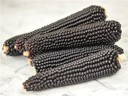 Dakota Black Popcorn - Heirloom Vegetable - 10 Seeds