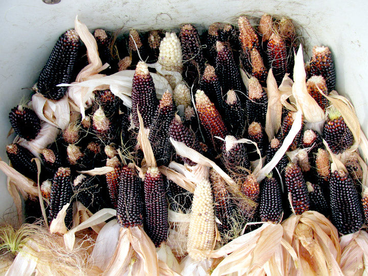 Dakota Black Popcorn - Heirloom Vegetable - 10 Seeds