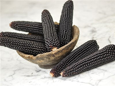 Dakota Black Popcorn - Heirloom Vegetable - 10 Seeds