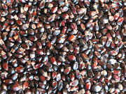 Dakota Black Popcorn - Heirloom Vegetable - 10 Seeds