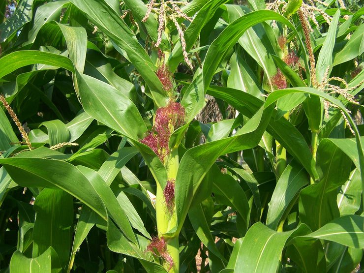 Baby Corn - Chires - Heirloom Vegetable - 10 Seeds