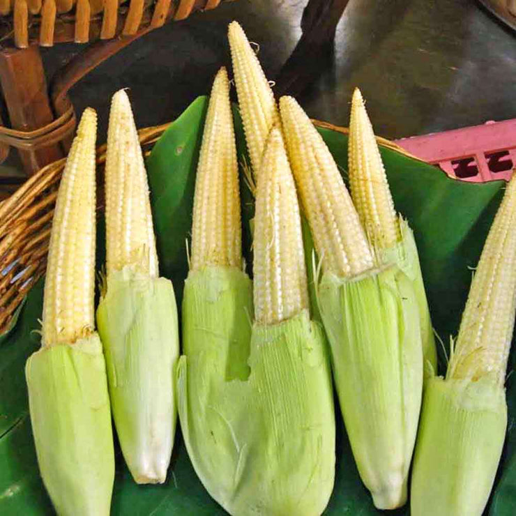 Baby Corn - Chires - Heirloom Vegetable - 10 Seeds
