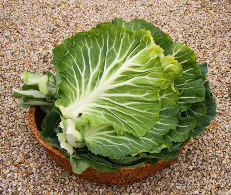 Couve Tronchuda Portuguese Kale / Cabbage  - Heirloom Vegetable - B. oleracea - 100 Seeds